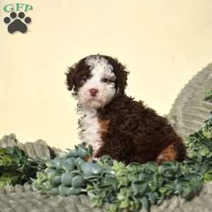 Robin, Mini Bernedoodle Puppy